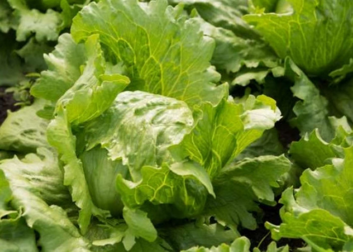 Cek Disini, 6 Manfaat Sayur Selada Bagi Kecantikan, Bikin Kulit Jadi Awet Mudah Loh!