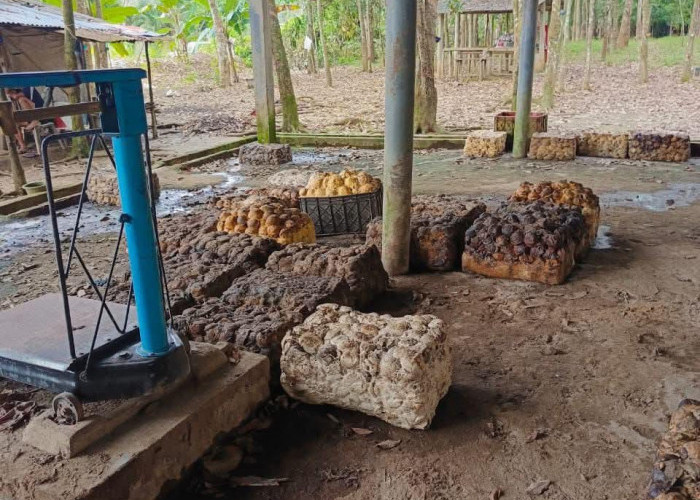 Petani Lesu, Harga Karet di Seluma Kembali Turun Jadi Rp9.000 per Kg