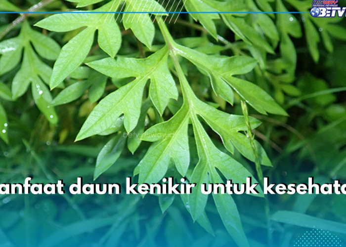 7 Manfaat Tak Terduga Daun Kenikir untuk Kesehatan, Bisa Jaga Kesehatan Tulang