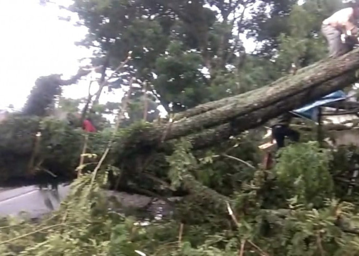 BREAKING NEWS: Pohon Berdiameter 1 Meter Tumbang di Pusat Kota Curup