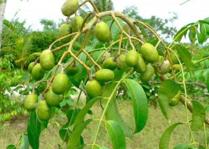 Bahan Alami Sebagai Obat Tradisional, Ini Manfaat Daun Kedondong untuk Kesehatan