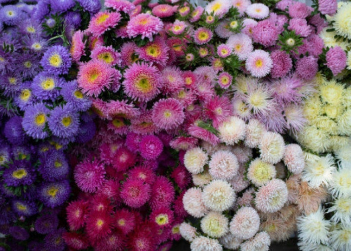 Sudah Tahu Belum? Ternyata Ini Arti Dibalik Ragam Warna Bunga Aster