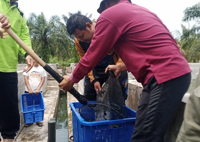 Targetkan Produksi 5 Ton, Pemkot Bengkulu Sukses Panen 4.000 Ekor Lele di UPTD BBI