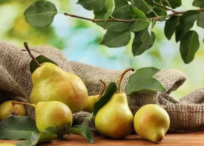 Jangan Lewatkan 9 Manfaat Konsumsi Buah Pir untuk Kesehatan Tubuh, Cek!