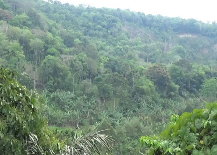 Pelaku Ditangkap, Sawit Digempur, DLHK Bengkulu Kuasai Kembali 8.200 Hektar Hutan dari Perambah Ilegal