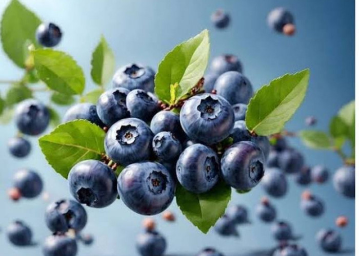 Waspada! Inilah Ragam Efek Samping Konsumsi Buah Blueberry Secara Berlebihan Bisa Picu Alergi 