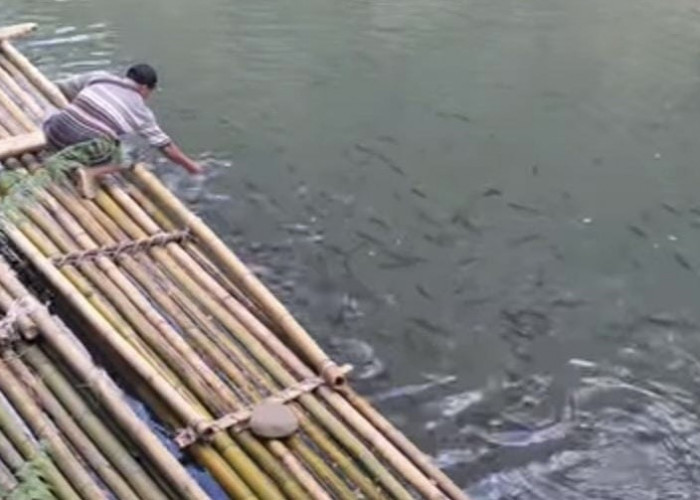 Puluhan Ribu Bibit Ikan yang Dilepas di Lubuk Larangan Desa Taba Lubuk Puding Kini Tumbuh Besar