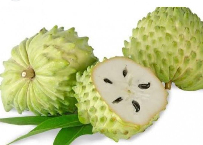 Klaim 7 Manfaat Utama Konsumsi Buah Sirsak untuk Kesehatan Tubuh, Sebagai Anti Kanker