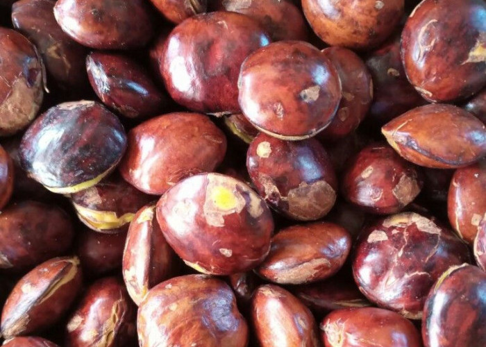 Perlu Tahu, Ini Efek Samping Jengkol untuk Kesehatan Tubuh, Jangan Konsumsi Secara Berlebihan