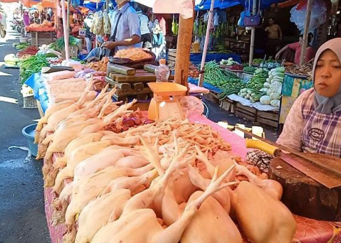 Harga Daging Ayam di Kota Bengkulu Hari Ini, Rp40 Ribu per Kg