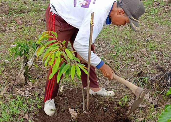 Menakar Dampak Rehabilitasi Hutan dan Lahan di Hutan Lindung Bukit Daun