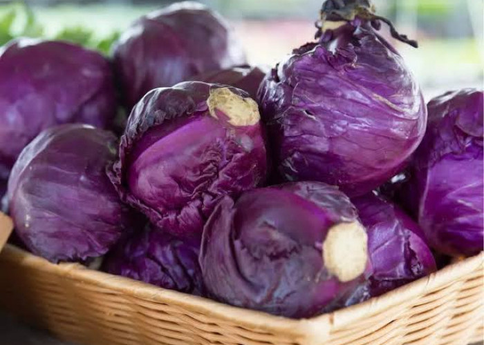 Inilah 7 Manfaat Kubis Merah, Bumil Wajib Klaim, Bagus Menurunkan Risiko Anemia