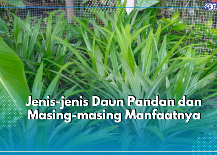 Serupa Tapi Tak Sama! Kenali Ragam Jenis Daun Pandan dan Masing-masing Manfaatnya