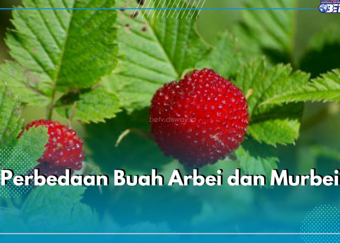 Terlihat Mirip, Ini 6 Perbedaan Buah Arbei dan Murbei yang Perlu Kamu Ketahui