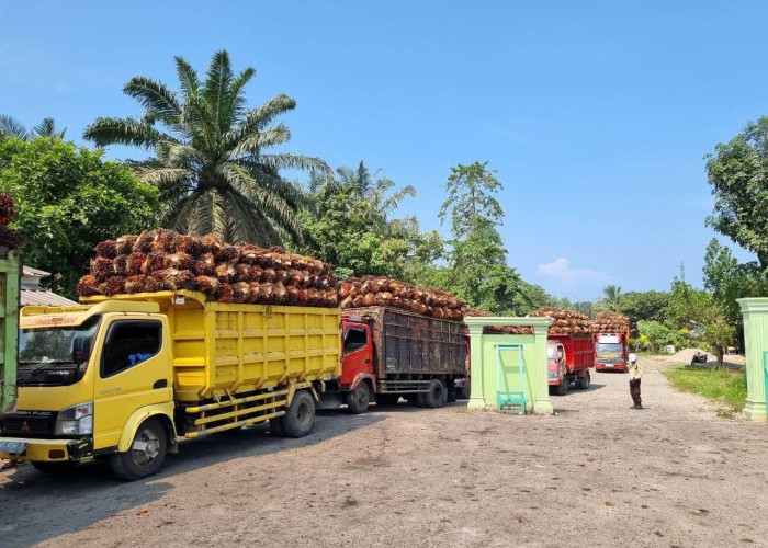 Harga TBS Jauh di Bawah Standar Provinsi, DPRD Bengkulu Selatan Desak Pemkab Panggil Seluruh PKS