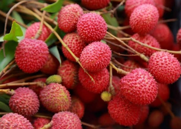 Inilah 8 Manfaat Konsumsi Buah Leci Secara Rutin, Salah Satunya Tingkatkan Sirkulasi Darah 