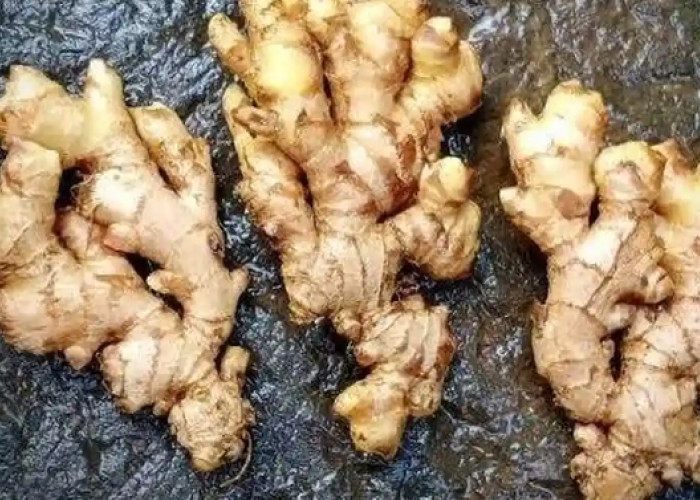 Ini 5 Tawaran Manfaat Jahe Emprit untuk Kesehatan Wanita, Benarkah Bisa Atasi Nyeri Haid?