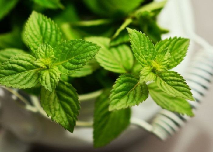 Ada 6 Manfaat Penggunaan Daun Mint untuk Kecantikan Kulit, Cek Disini!