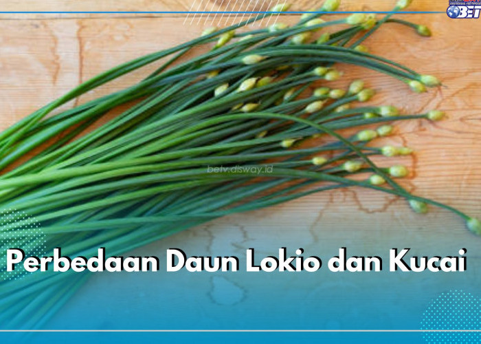 Sering Dianggap Sama, Ini 5 Perbedaan Daun Lokio dan Kucai yang Perlu Kamu Ketahui