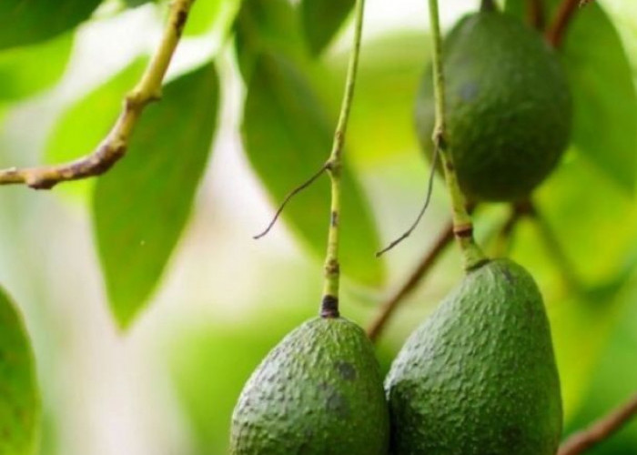 7 Manfaat Daun Alpukat untuk Kesehatan, Kamu Perlu Tahu!