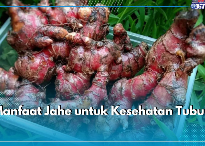 Jahe Merah Bagus untuk Kesehatan, Ini 7 Manfaat yang Wajib Kamu Ketahui, Sayang Dilewatkan Begitu Saja