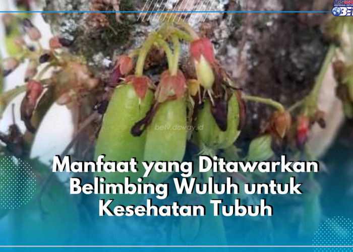Ketahui Sederet Manfaat Dibalik Rasa Asam Belimbing Wuluh untuk Kesehatan Tubuh, Belum Tahu Kan? 