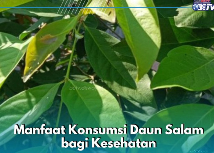 Ampuh Menurunkan Kolesterol, Ini Manfaat Konsumsi Daun Salam, Kesehatan Tubuh Makin Membaik