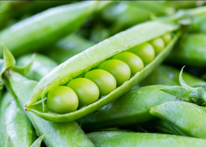 Taukah Kamu? Konsumsi Kacang Kapri Berlebihan Picu Tubuh Terserang Efek Samping, Ini Penjelasannya!