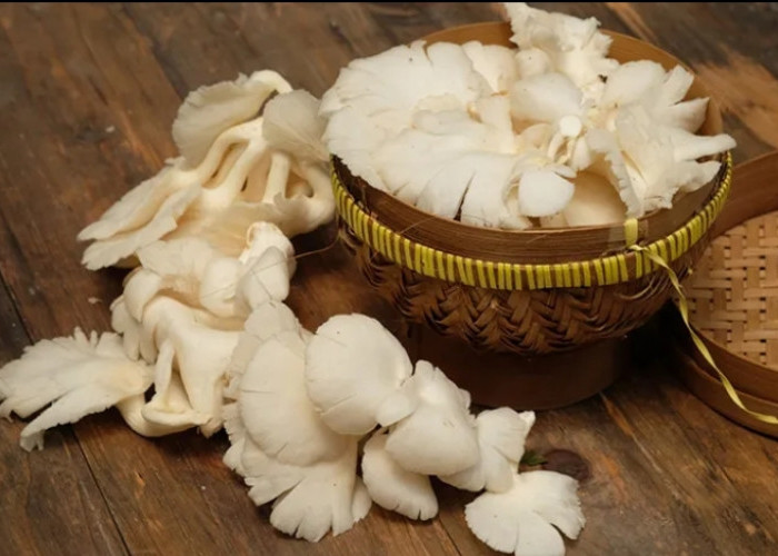 Taukah Kamu? Konsumsi Jamur Tiram Berlebihan Bisa Buat Tubuh Kekurangan Nutrisi, Cek Efek Samping Lainnya!