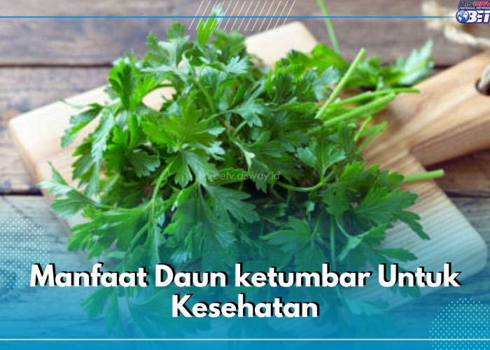 Cek Nutrisi dan Manfaat Daun Ketumbar untuk kesehatan, Dijamin 5 Masalah Tubuh Ini Ogah Mendekat