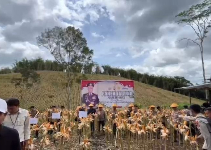 Dukung Ketahanan Pangan Nasional, Kapolda Bengkulu Gelar Panen Raya Jagung 5 Hektar di Kepahiang