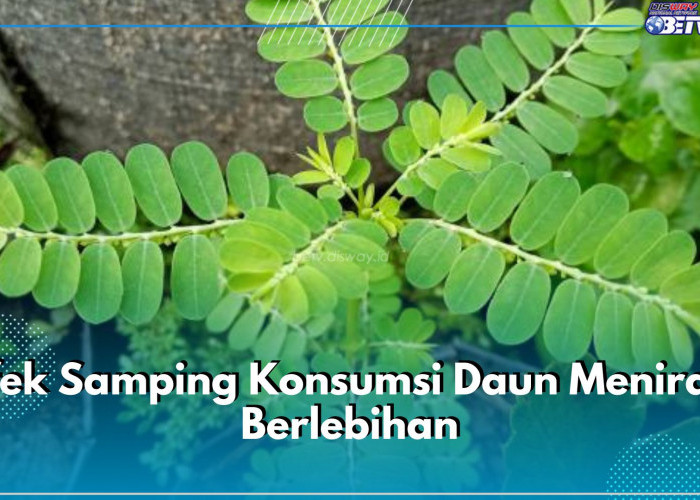 Waspadai 6 Efek Samping Konsumsi Daun Meniran Berlebihan Ini, Bisa Sebabkan Gangguan Pencernaan