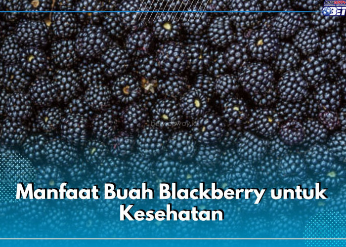 Mengurangi Risiko Kanker, Ini 7 Manfaat Buah Blackberry untuk Kesehatan, Cek di Sini