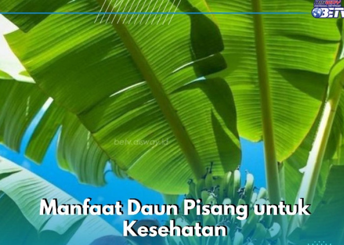 Ragam Manfaat Daun Pisang, Baik untuk Kesehatan Kulit, Cek di Sini