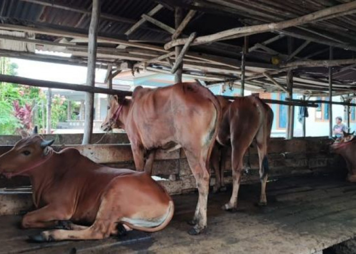 Peternak Sapi dan Kerbau di Seluma Diminta Waspada Penyakit Ngorok 