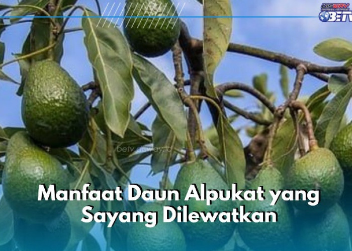 Daun Alpukat Baik untuk Kesehatan, Bisa Jadi Obat Nyeri Punggung, Cek di Sini