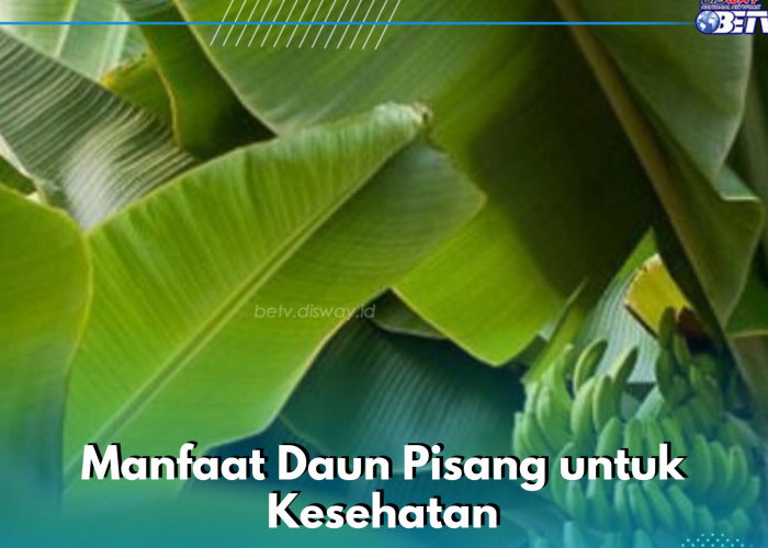 Daun Pisang Ampuh Mengatasi Masalah Kulit, Ini Manfaat Lain yang Baik untuk Kesehatan