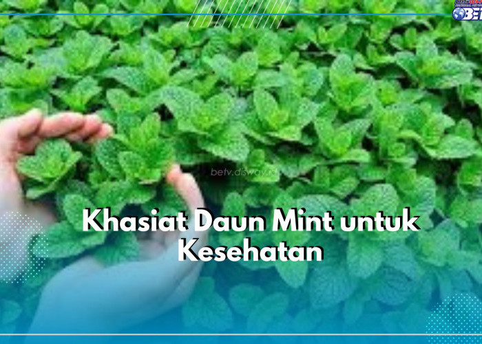 Sering Jadi Obat Tradisional! Inilah Manfaat Daun Mint untuk Kesehatan, Dapat Kurangi Gejala Pilek dan Flu 