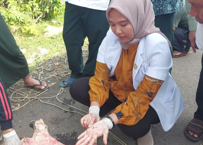Petugas Temukan Cacing Hati pada Hewan Kurban di Bengkulu Tengah 
