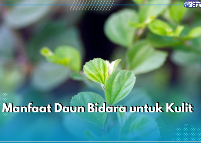 Ampuh Atasi Jerawat hingga Lindungi Kulit dari Infeksi, Ini 6 Manfaat Daun Bidara untuk Kulit