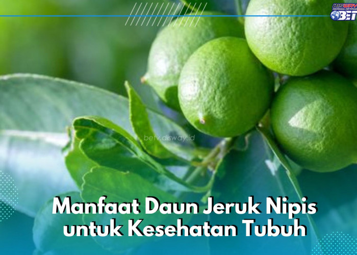 Daun Jeruk Nipis Dapat Menurunkan Tekanan Darah, Cek Manfaat Lain yang Sayang Dilewatkan di Sini