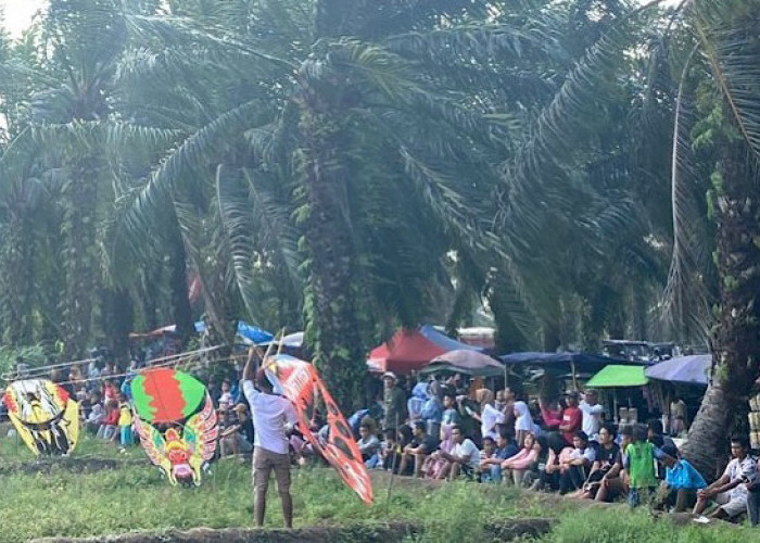 SERU! Lahan Sawah Kering di BP 1 Seluma Disulap Jadi Arena Bermain Layang-layang