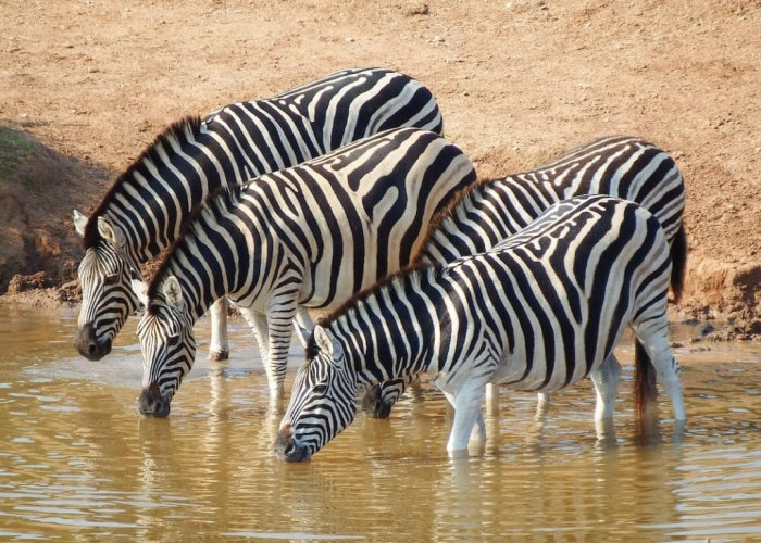 31 Januari Memperingati Hari Apa? Cek Daftarnya Disini, Ada Hari Zebra Internasional