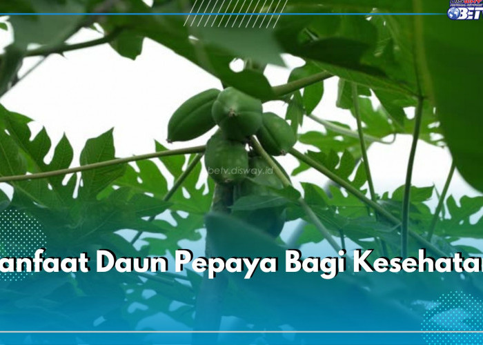 Tidak Sekadar Pahit, Ini 7 Manfaat Daun Pepaya Bagi Kesehatan Tubuh