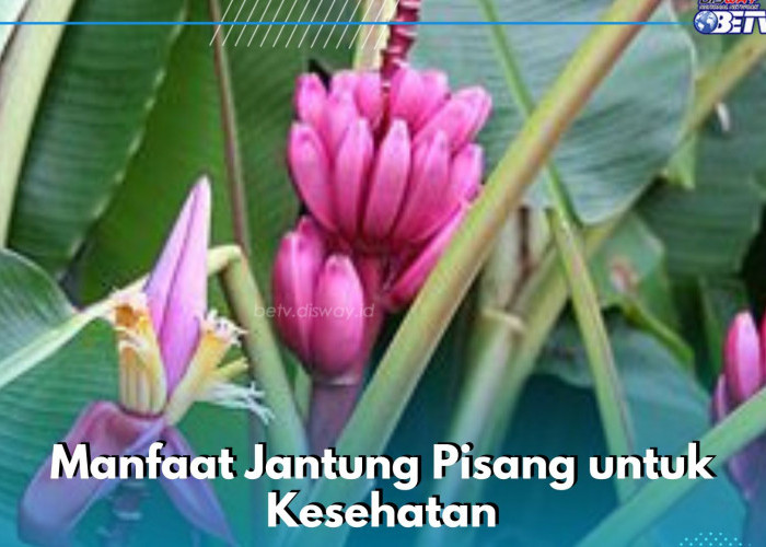 Jantung Pisang Bisa Mencegah Pengeroposan Tulang, Ini Manfaat yang Perlu Diketahui