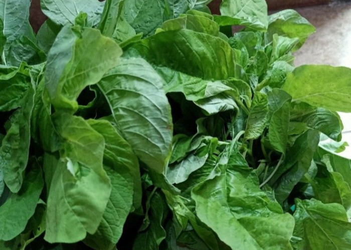 Bergizi dan Mudah Dikonsumsi, Makanan Sehat untuk Lansia yang Perlu Diketahui