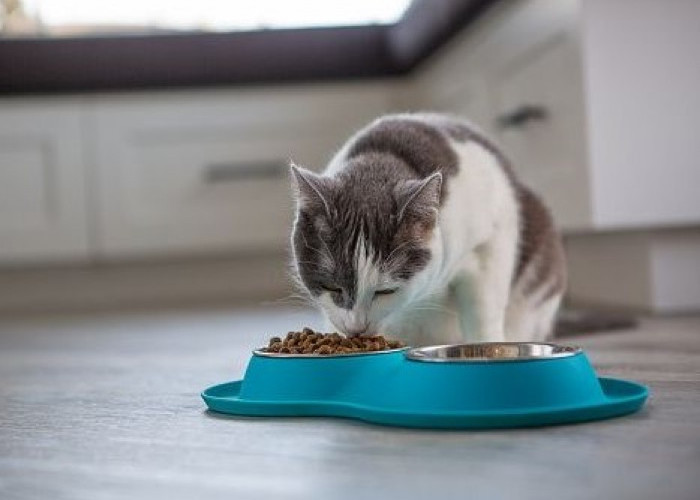 Kamu Harus Siapin Ini, 7 Makanan yang Aman untuk Kucing Kesayangan, Sehat dan Kaya Nutrisi