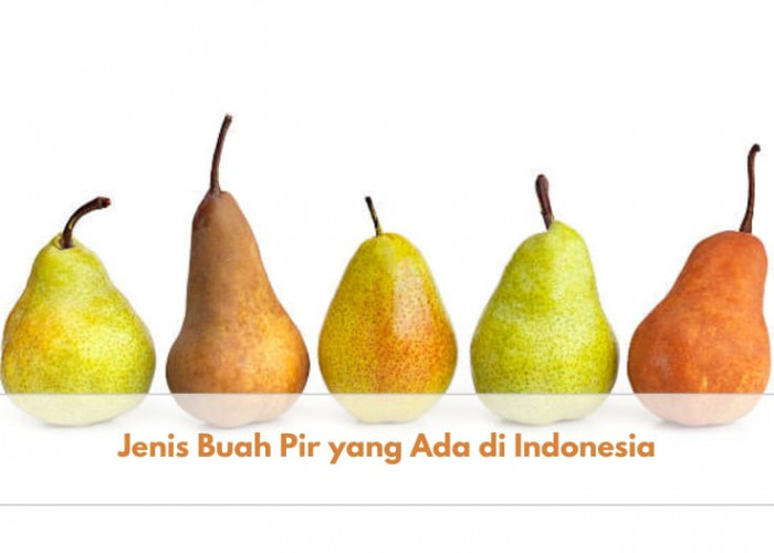 Kamu Perlu Tahu, Inilah 5 Jenis Buah Pir yang Ada di Indonesia, Pernah Coba yang Mana?