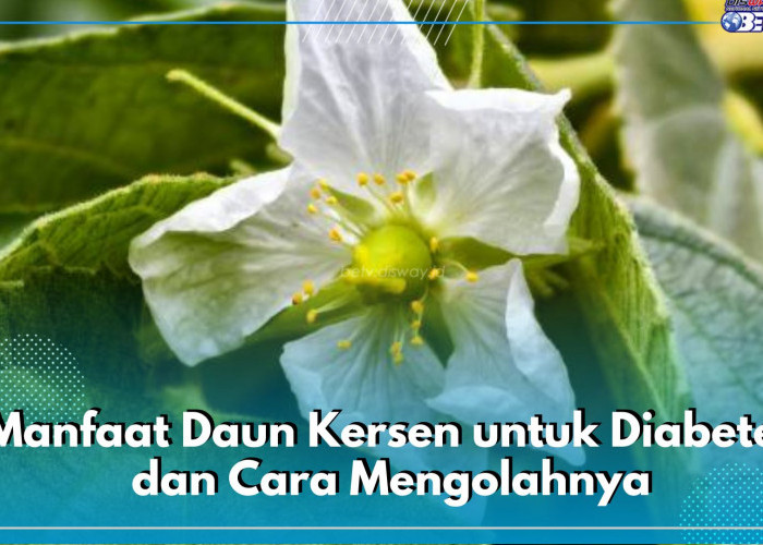 6 Manfaat Daun Kersen untuk Diabetes dan Cara Mengolahnya, Ternyata Mudah Banget!