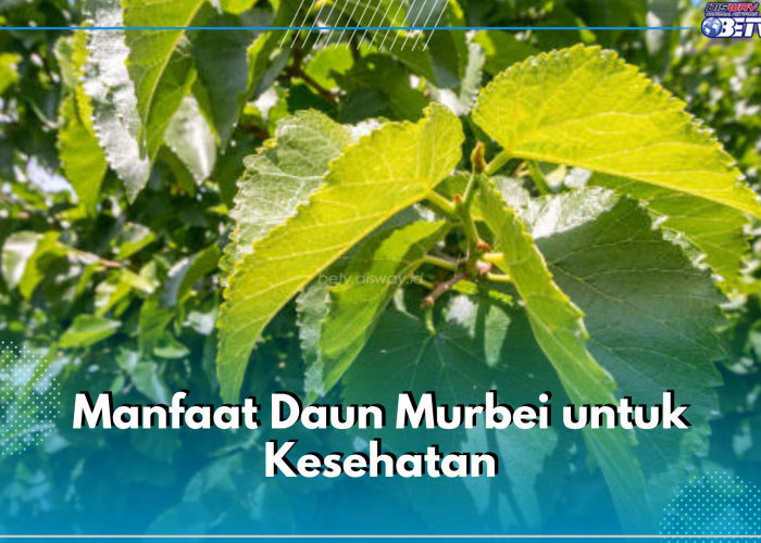 6 Manfaat Daun Murbei untuk Kesehatan, Ampuh Turunkan Resiko Diabetes